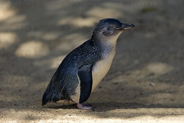 Little penguin