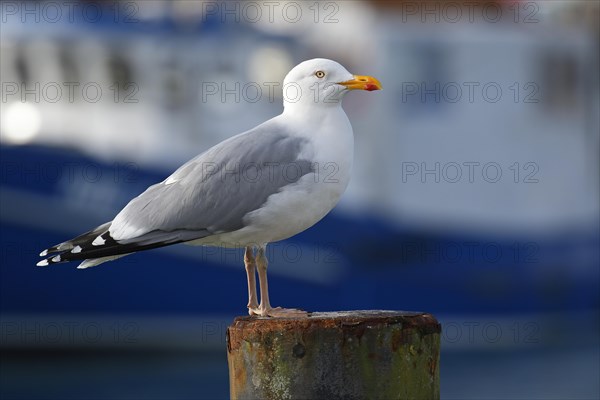 European herring gull