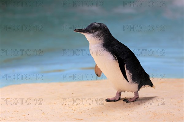 Little penguin