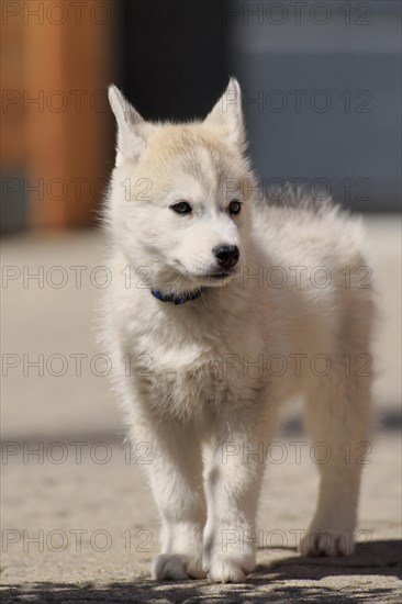 Siberian Husky puppy standing