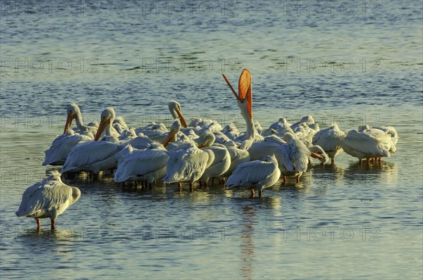 American white pelican