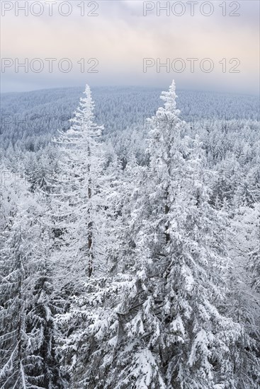 View from the rock formation Rudolphstein over spruce forest with snow to the Schneeberg in winter