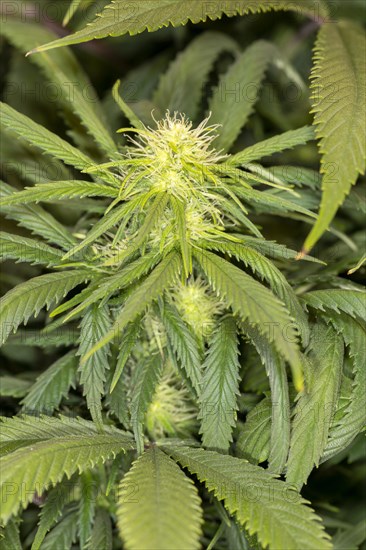 Inflorescence of a hemp plant