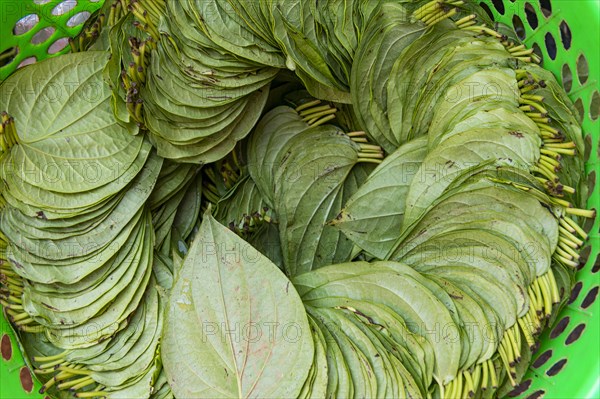 Betle nut leaves