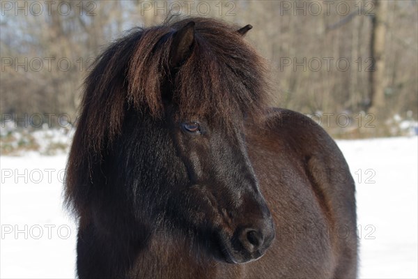 Icelandic horse