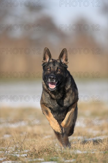German shepherd dog