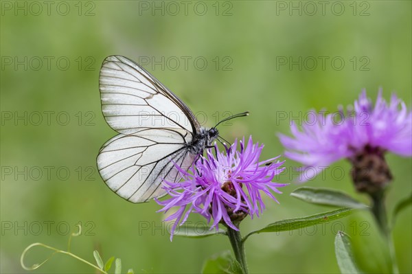 Black-veined white