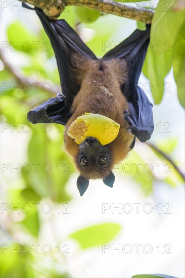 Fruit bat