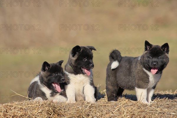 American Akita puppies