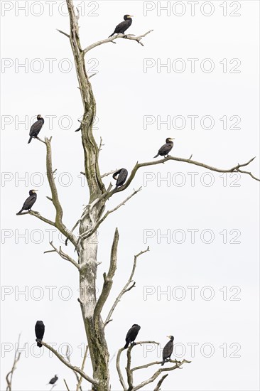 Great cormorant
