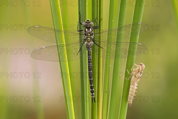 Southern Hawker