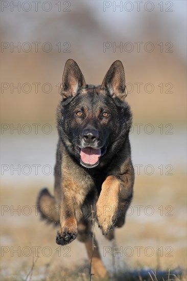 German shepherd dog