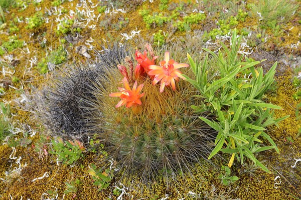 Flowering cactus with orange flowers