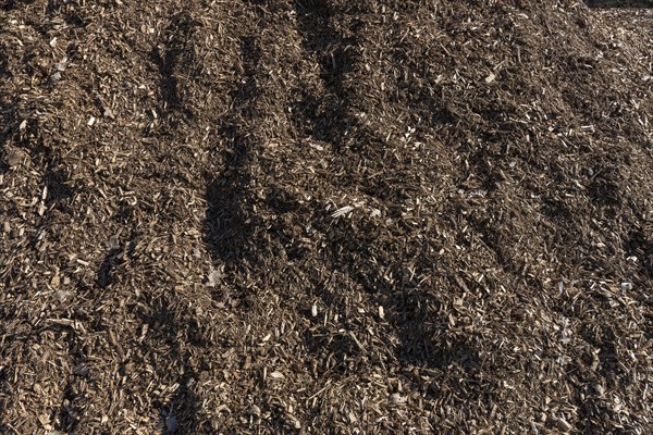 Wood chips from felled trees