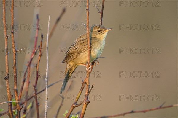 Common Grasshopper Warbler