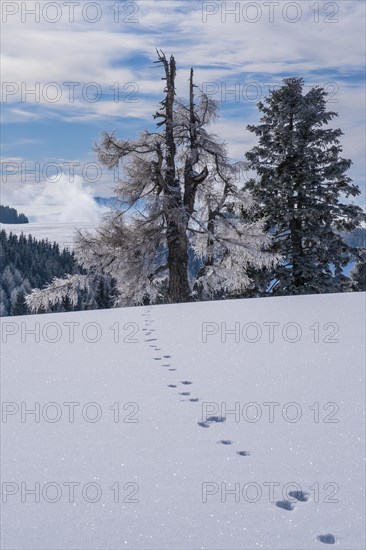 Old larch covered with hoarfrost