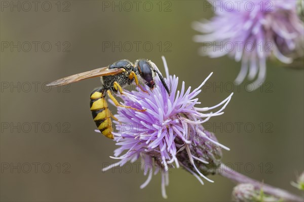 European beewolf