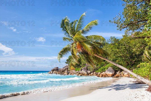 Anse Georgette beach palm paradise ocean sea water on Praslin Island