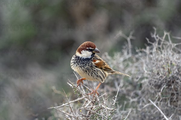 Spanish Sparrow
