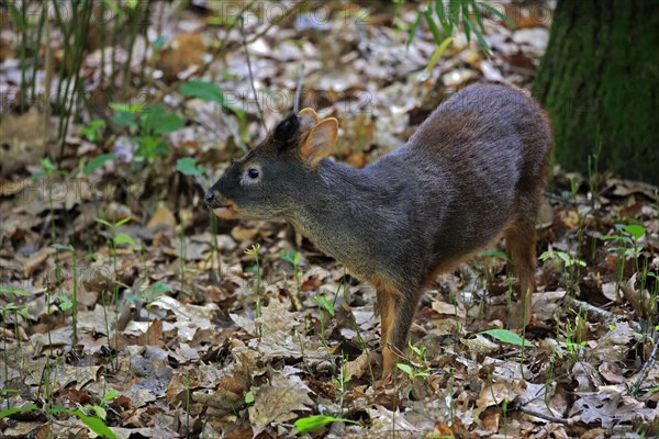 Southern pudu