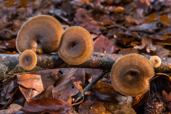 Polyporus brumalis