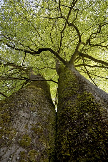 Common beeches