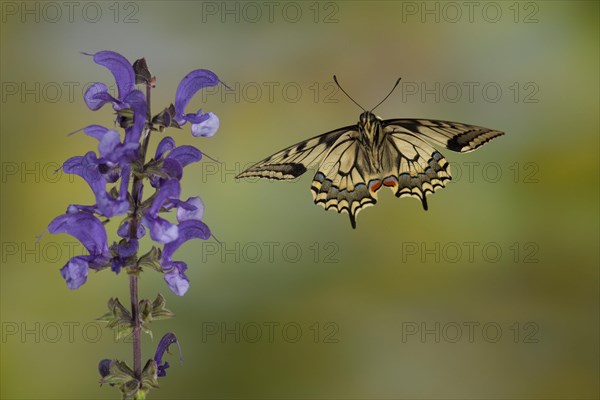 Swallowtail