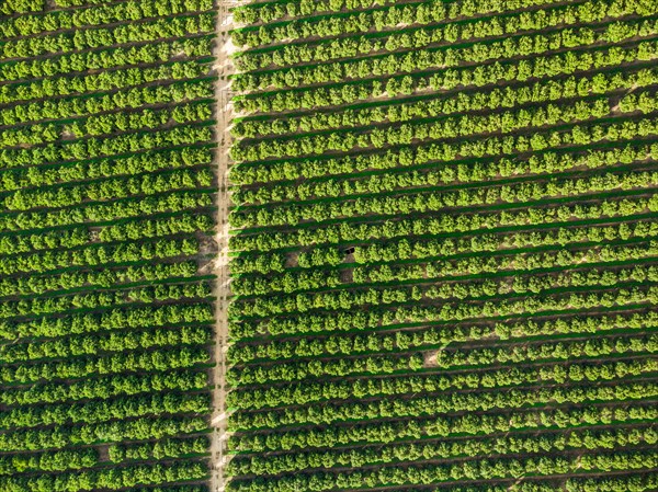 Aerial view of orange grove creating great texture