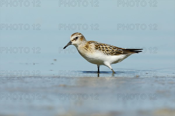 Little stint