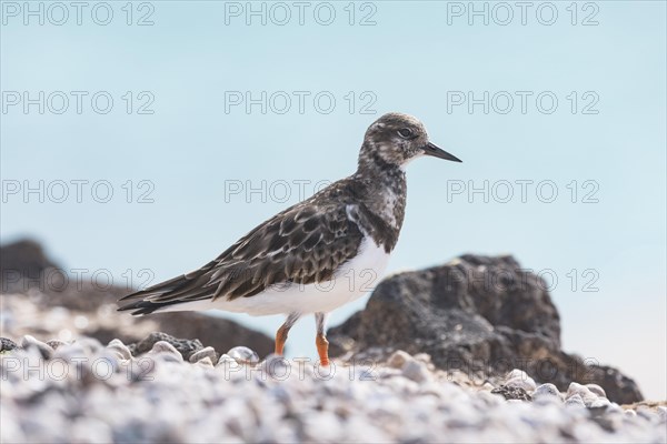 Ruddy turnstone