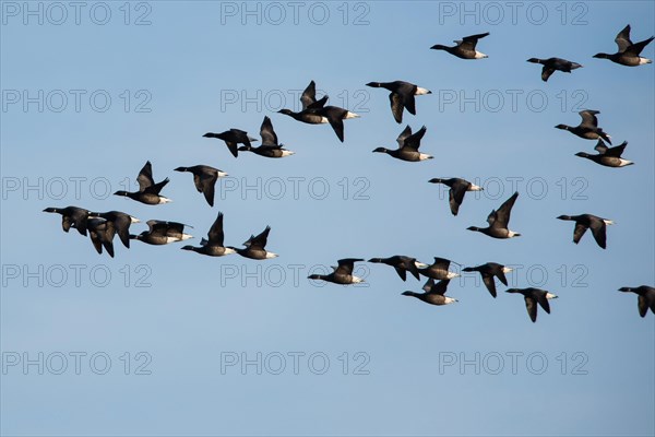 Brent Geese