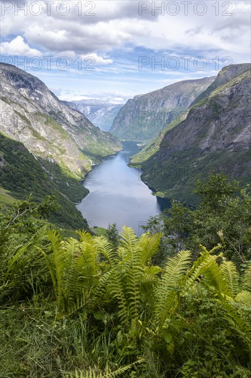 Mountains and fjord