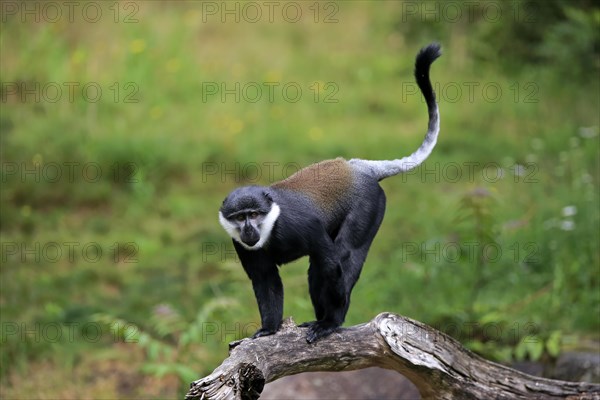 L'Hoest's monkey