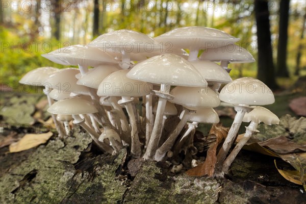 Porcelain fungus