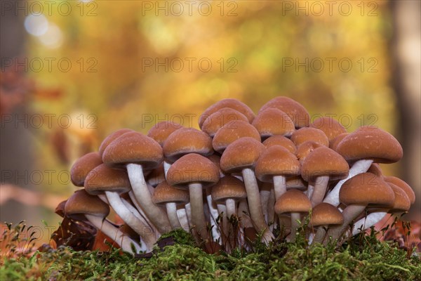 Stump Brittlestem