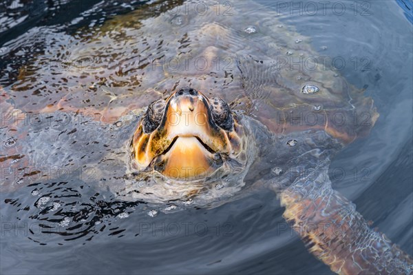 Loggerhead sea turtle