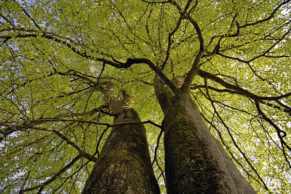 Common beeches
