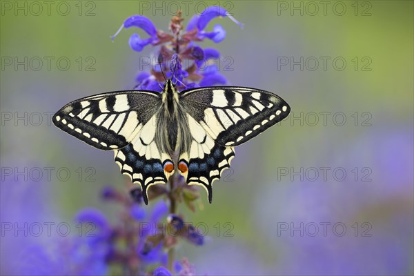 Swallowtail