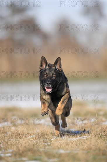 German shepherd dog