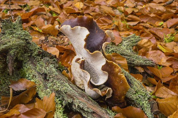 Chestnut-brown stem porling