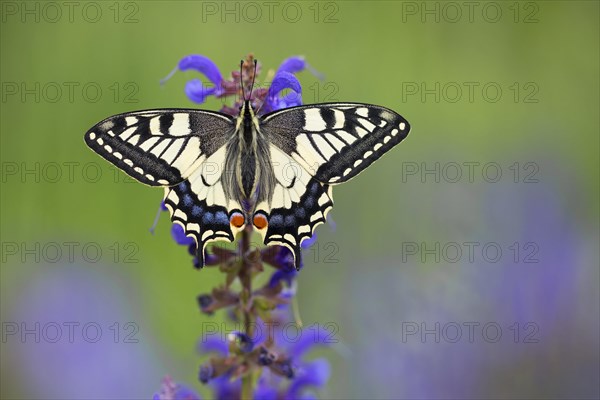 Swallowtail