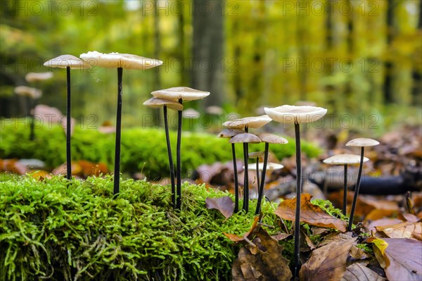 Marasmius alliaceus