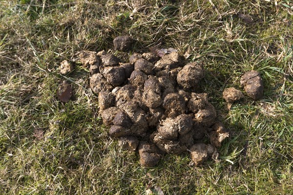 Horse droppings in a meadow