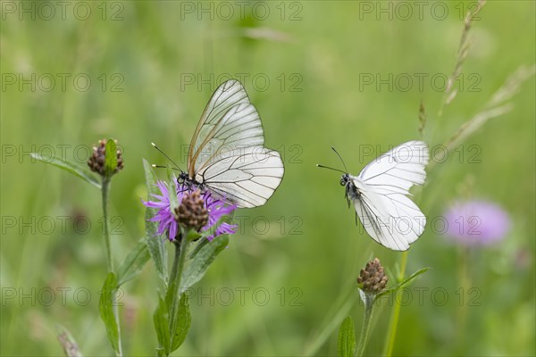 Black-veined white