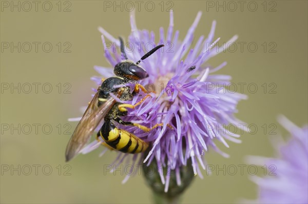 European beewolf