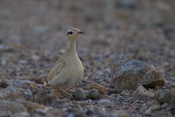 Racing bird