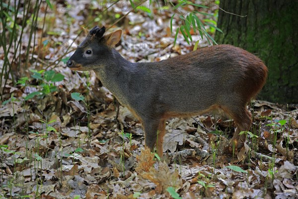 Southern pudu