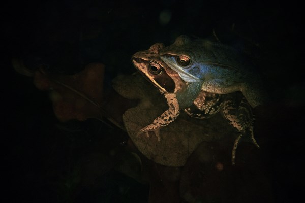 Moor frog