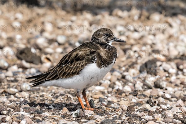 Ruddy turnstone