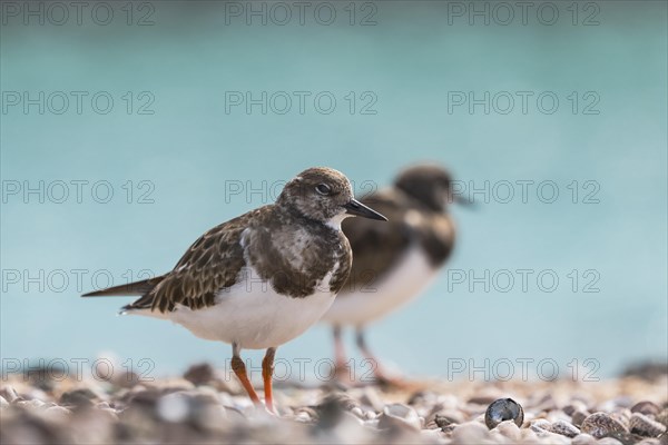 Ruddy turnstone